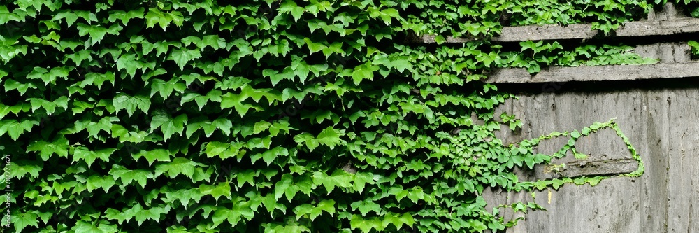 green ivy on a wall green ivy on a wall