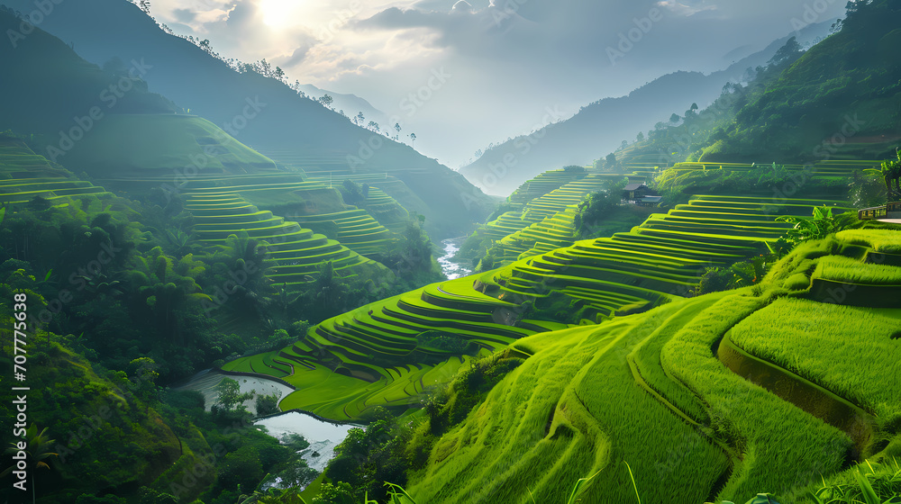 rice terraces in island rice terraces in island