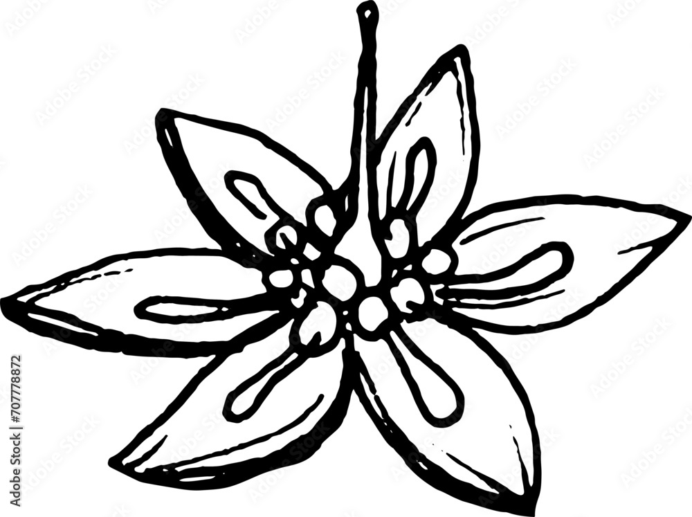 Vector sketch of flowering avocado twigs.Black and white hand drawing Vector sketch of flowering avocado twigs.Black and white hand drawing