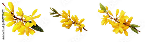Three sequential images of vibrant yellow forsythia flowers in bloom against a transparent background