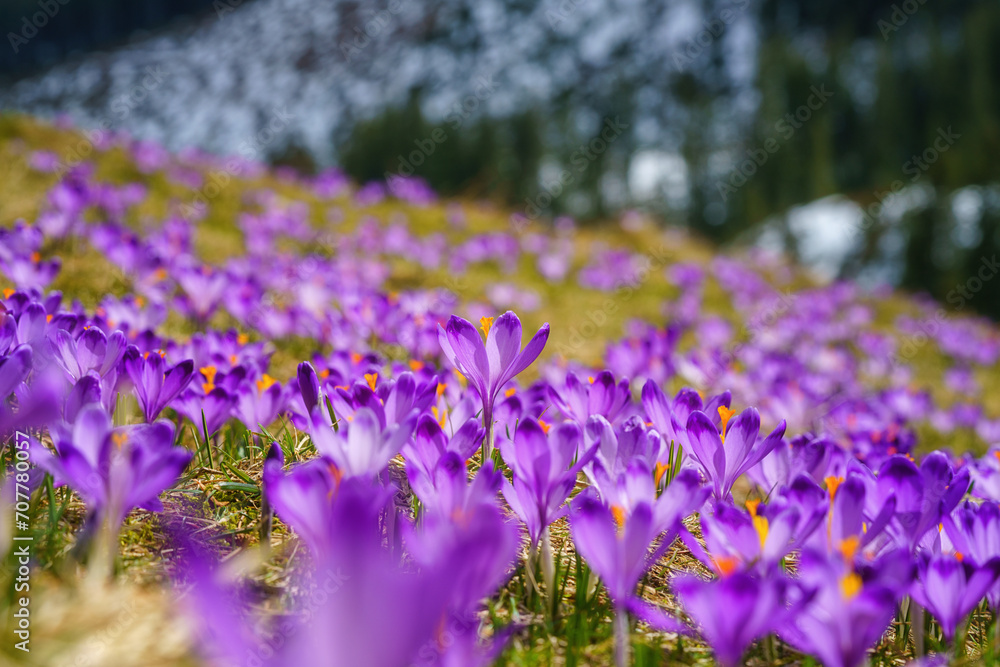 Blossoming purple crocuses or saffron flowers in the mountain valley, famous Polana Chocholowska in the High Tatras, Poland. Scenic spring landscape, natural outdoor travel background Blossoming purple crocuses or saffron flowers in the mountain valley, famous Polana Chocholowska in the High Tatras, Poland. Scenic spring landscape, natural outdoor travel background