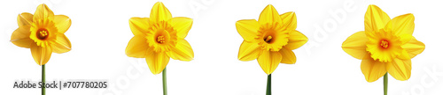 Four vibrant yellow daffodils isolated on a transparent background, with a focus on their detailed petals and central corona