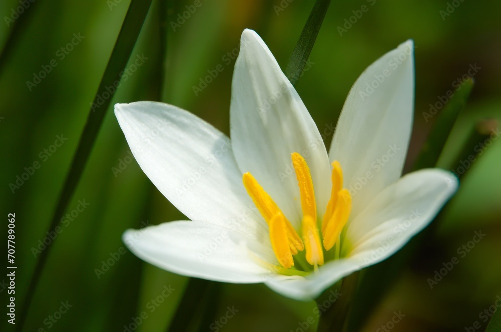 White rain lily, pink fairy lily, white zephyr lily, and white magic lily are the common names of several species of flowering plants belonging to the genera Zephyranthes and Habranthus White rain lily, pink fairy lily, white zephyr lily, and white magic lily are the common names of several species of flowering plants belonging to the genera Zephyranthes and Habranthus