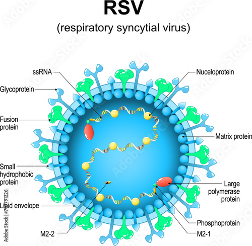 Respiratory syncytial virus. RSV structure. Close-up of a orthopneumovirus.