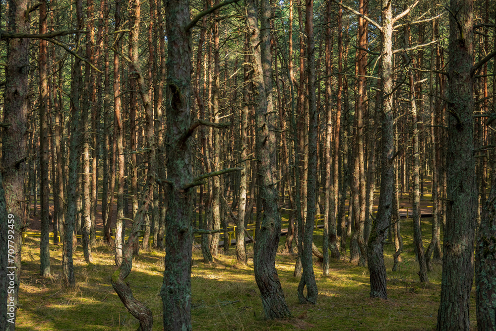 Curonian Spit's Dancing Forest, with its twisting pines creating a mystical pathway, bathed in the soft light of a serene day