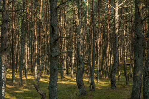 Curonian Spit's Dancing Forest, with its twisting pines creating a mystical pathway, bathed in the soft light of a serene day
