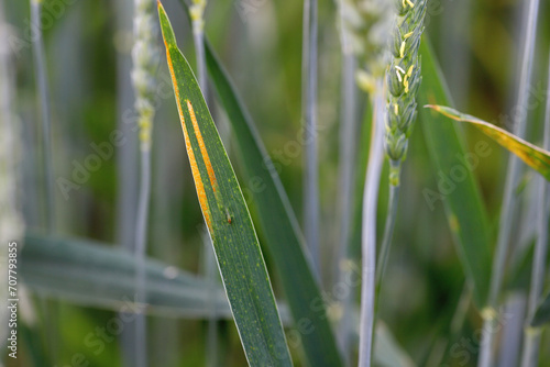 Yellow or stripe rust, Puccinia striiformis var striiformis, a severe infection on a wheat crop photo