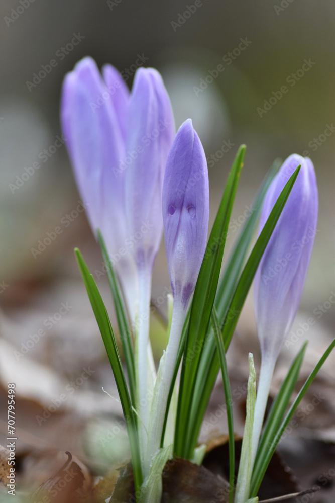 Purple Crocus Flowers Emerging in Early Spring Purple Crocus Flowers Emerging in Early Spring