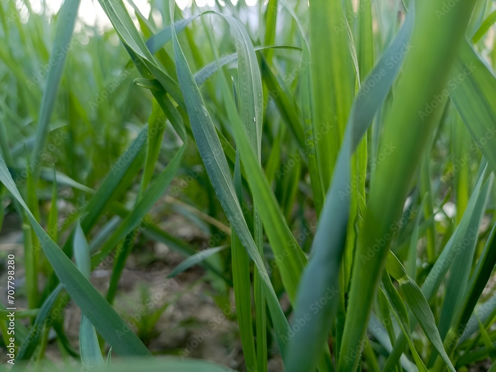 green grass in the wind green grass in the wind