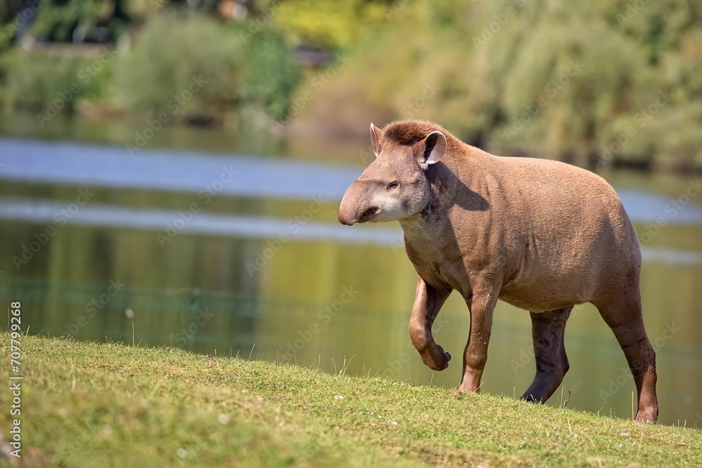 Tapir in a clearing
Tapir in a clearing