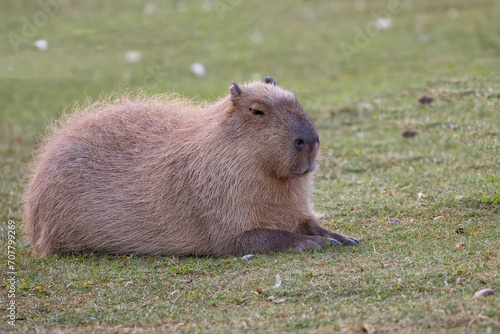 Capybara resting in a clearing
