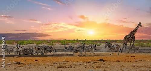 Herd of Burchell Zebra with a lone giraffe and oryx at a waterhole with a natural bnush background - Etosha National Park photo