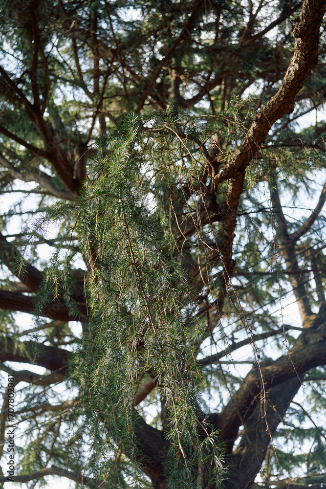 Fototapeta premium 大木についた苔