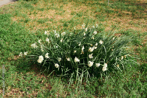 スイセンの花