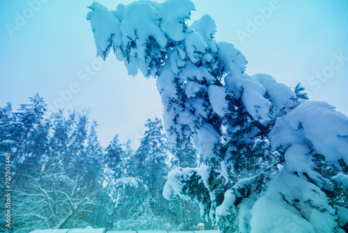 Spruce tree covered with heavy snow on snowy forest background. Forest in snowy winter after snowfall
