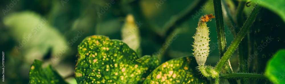 Organic Green Cucumbers Growing In Vegetable Garden. Panorama, Panoramic View Shot Scene Copy Space Organic Green Cucumbers Growing In Vegetable Garden. Panorama, Panoramic View Shot Scene Copy Space