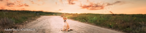 Panorama, Panoramic View Shot Scene Copy Space Female Young Red Shiba Inu Puppy Dog Sitting Outdoor In Sandy Countryside Road