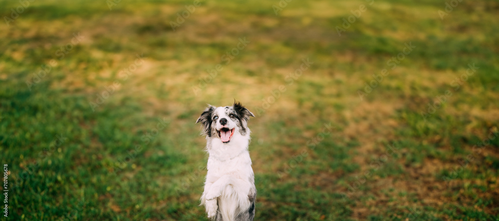 Border Collie Or Scottish Sheepdog Adult Dog Playing Showing Trick Outdoor. Close Up Portrait. Panorama, Panoramic View Shot Scene Panorama, Panoramic View Shot Scene Copy Space