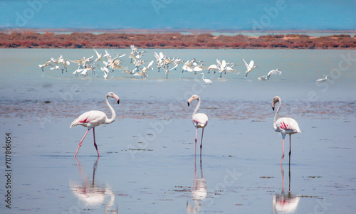 Manyas Bird Paradise National Park - Balikesir, Turkey © muratart