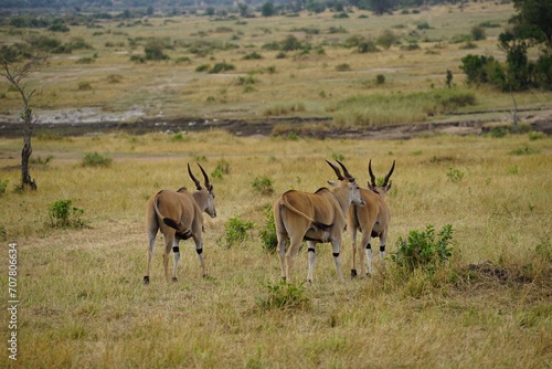 african wildlife, eland antelopes