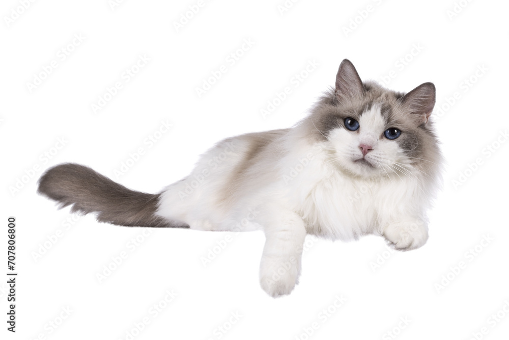 Pretty bicolor Ragdoll cat, laying down side ways on an edge. Looking at camera with dark blue eyes. Isolated cutout on a white background. Pretty bicolor Ragdoll cat, laying down side ways on an edge. Looking at camera with dark blue eyes. Isolated cutout on a white background.