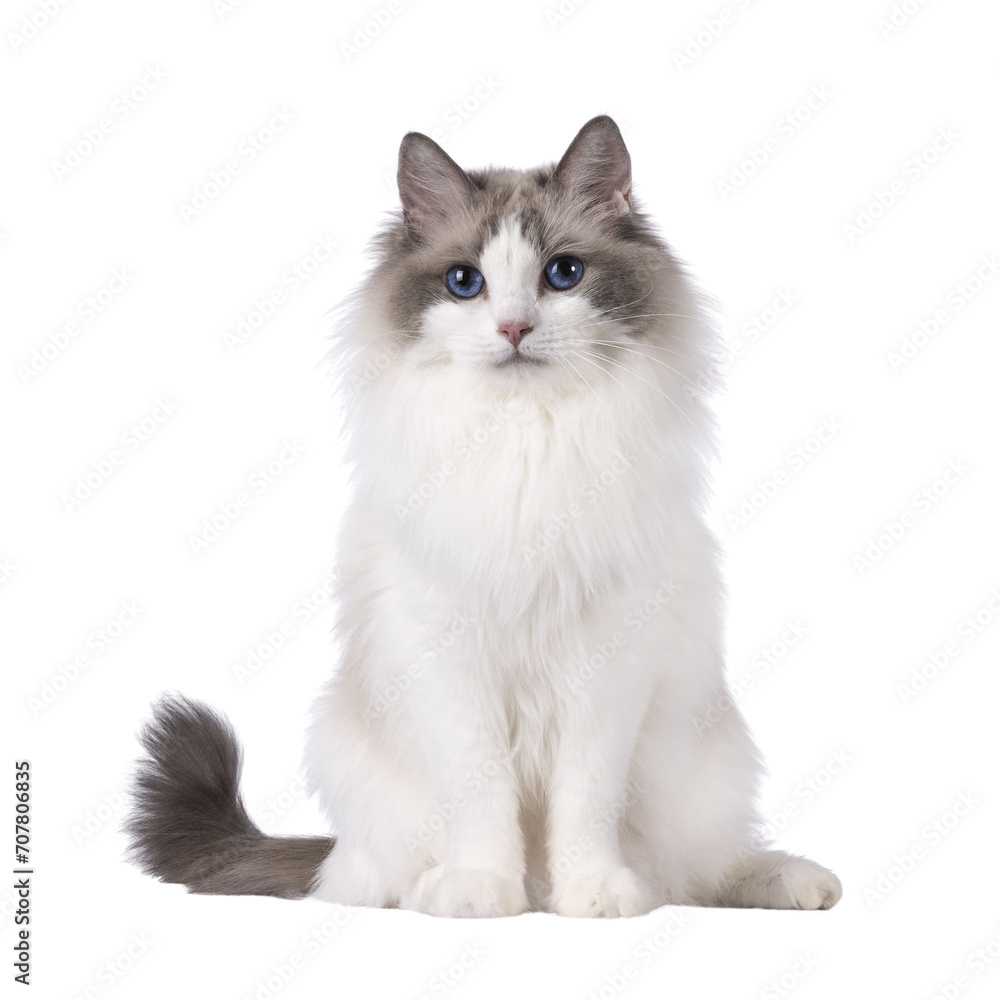 Pretty bicolor Ragdoll cat, sitting up facing front. Looking at camera with dark blue eyes. Isolated cutout on a white background.