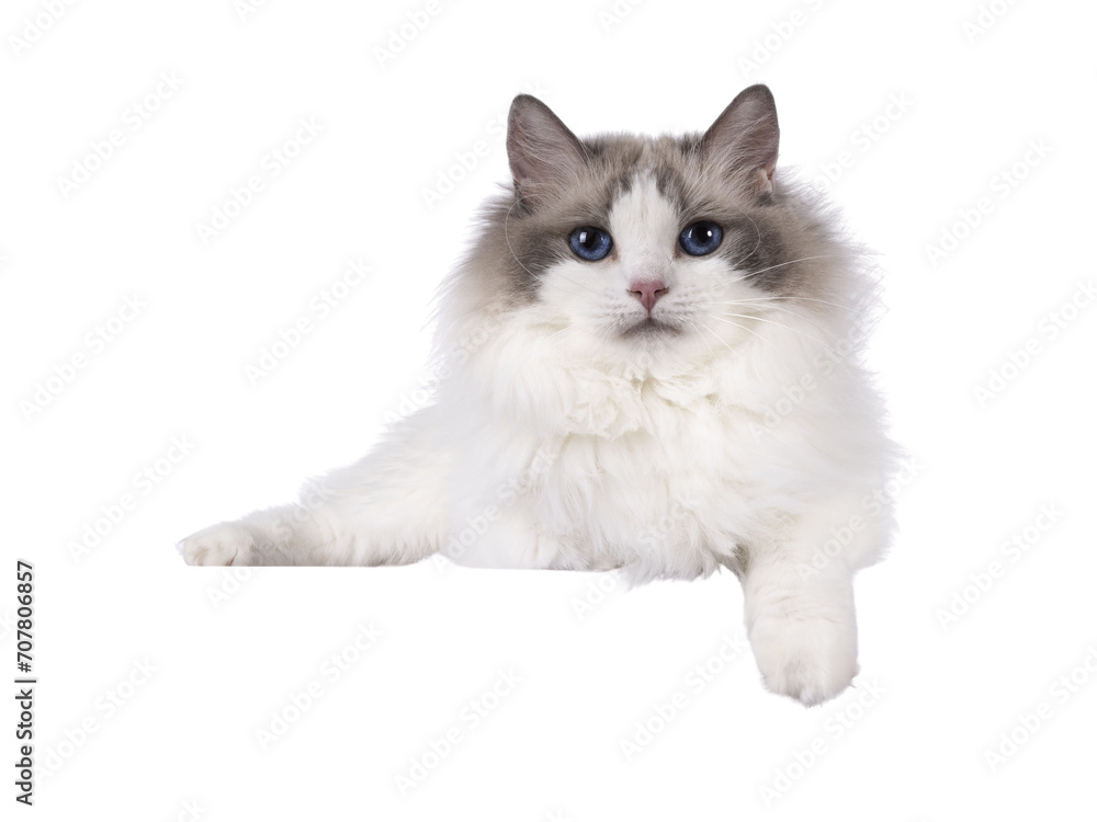 Pretty bicolor Ragdoll cat, laying down side ways on an edge. Paw hanging down over edge. Looking at camera with dark blue eyes. Isolated ocutout on a white background.