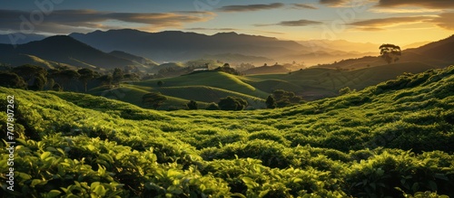 panorama of tea plantation peaks at sunset in the background