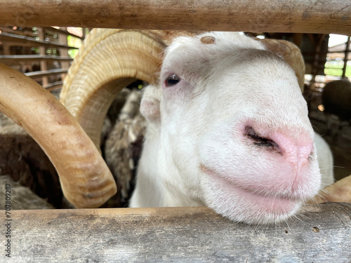 Beautiful arrowroot sheep horns. Garut sheep are one of the local Indonesian sheep families which have their original geographic distribution in West Java. photo