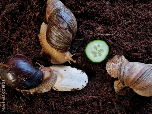 snail shell of a tropical snail usually grows only 15 to 20 cm, lives once seven years. Thanks to the stripes on the street, it is called tiger snail. body tends to be black, only exceptionall, finger photo