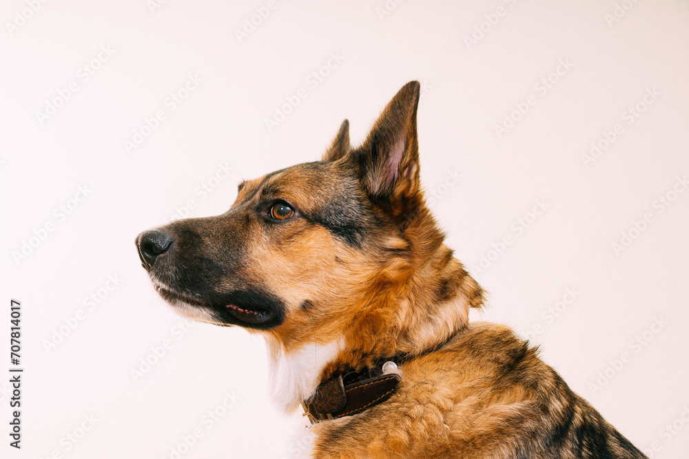 Profile portrait of mixed-breed mongrel dog with ears sticking out on white background.