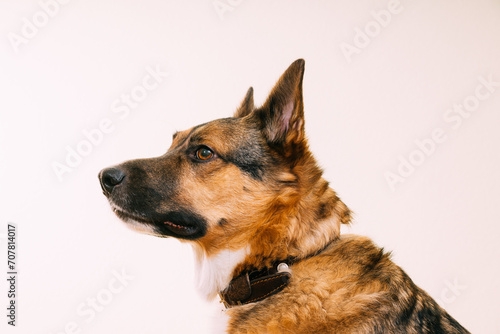 Profile portrait of mixed-breed mongrel dog with ears sticking out on white background.