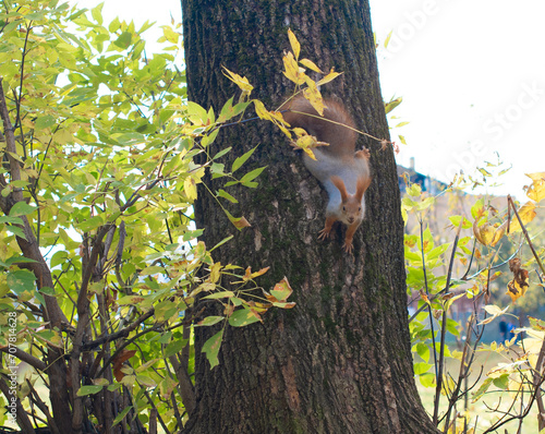 The red squirrel goes down the tree trunk. Soft focus