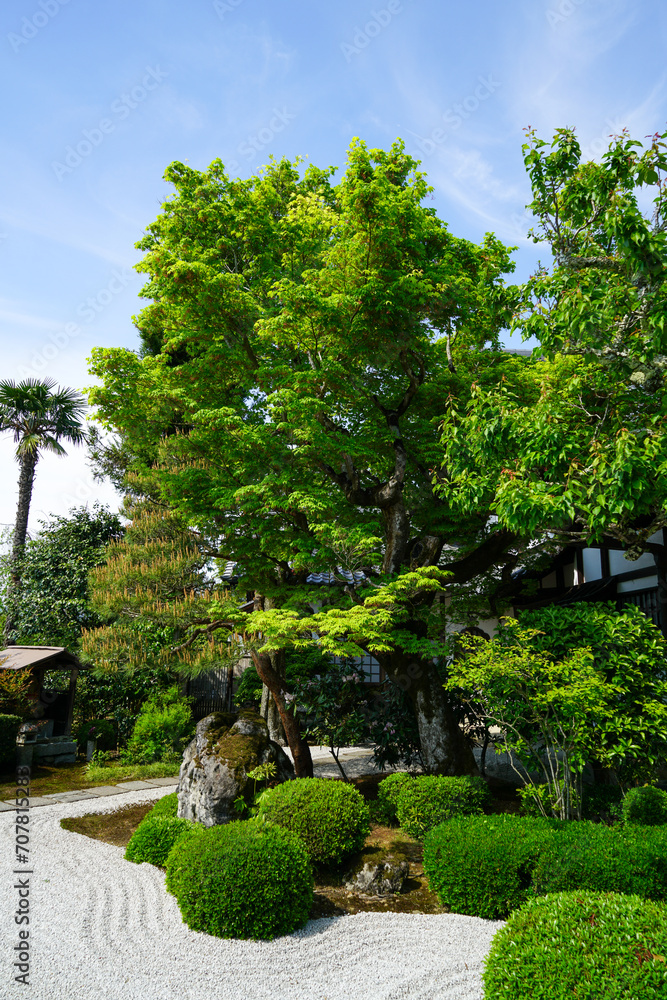 圓光寺の境内の新緑の風景