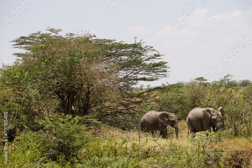 african wildlife  elephant  acacia trees