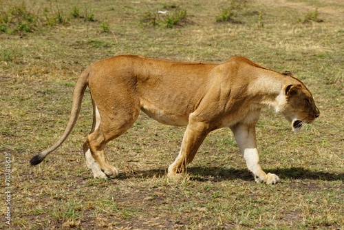 african wildlife  young male lion