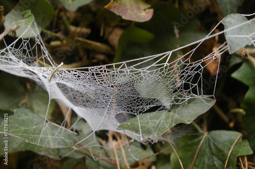 Frozen Spiders Web photo