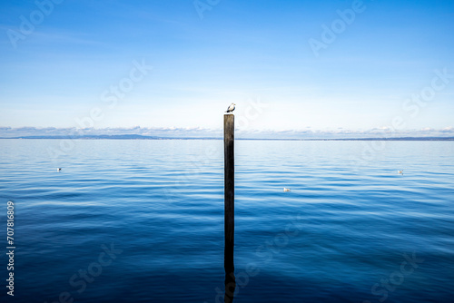 Seagull by the lake © Arunaabh Shah