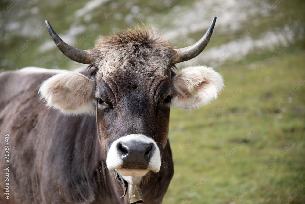 Cos in the Dolomites, grazing on beautiful green meadow. Scenery from Tre Cime.