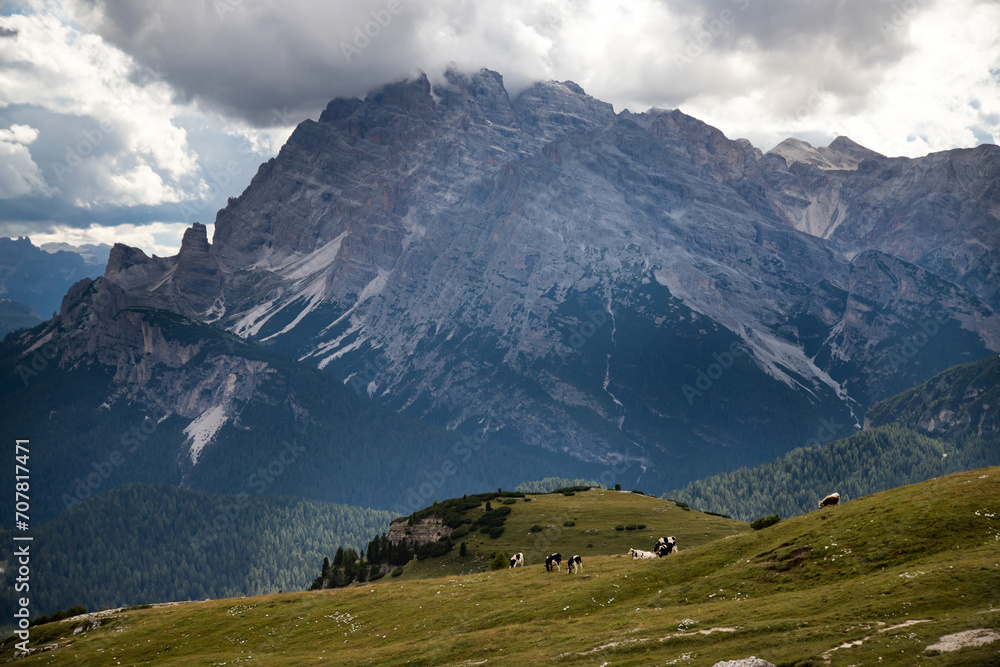 Cow under the Dolomite grassing on beautiful green meadow. Scenery from Tre Cime.
