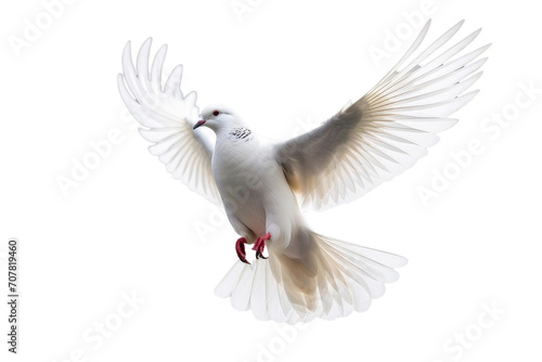 a high quality stock photograph of a single flying spread winged white pigeon isolated on a transparant or white background