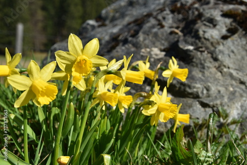 Bright Yellow Daffodils in Springtime with Rock Background