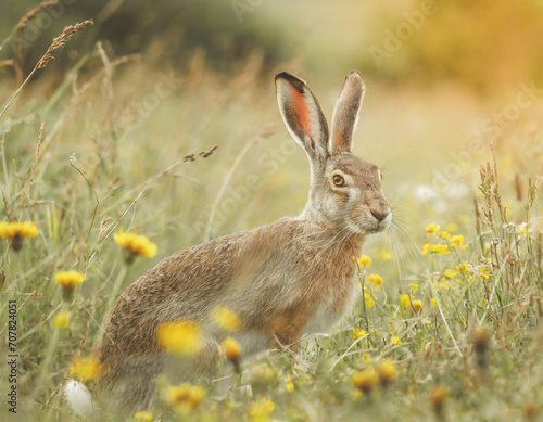 Gray hare in a meadow with plants, flowers and grass. Close up, blurry background