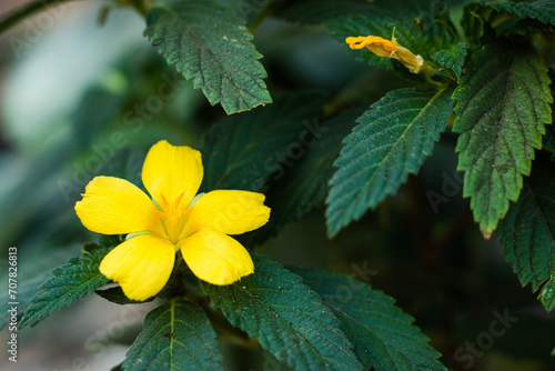 Damiana flowers or Turnera diffusa are beautiful yellow flowering plants and are used as herbal medicine