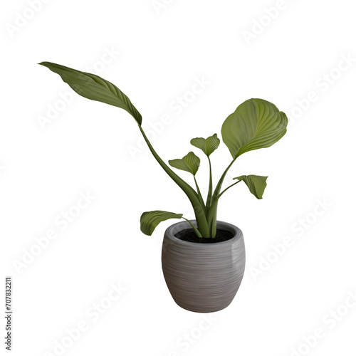 3D Rendered Potted Houseplant with no Background