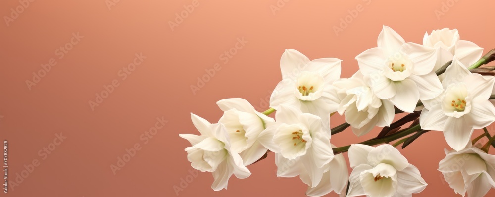 Bouquet of white narcissus on a maroon colored backdrop isolated pastel background