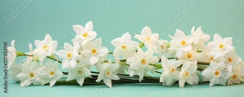 Bouquet of white narcissus on a navy colored backdrop isolated pastel background 
