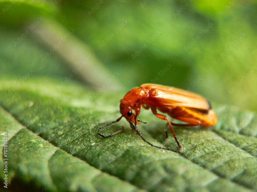 A closeup of a red beetle on a green leaf in the sun A closeup of a red beetle on a green leaf in the sun