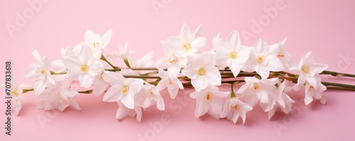 Bouquet of white narcissus on a plum colored backdrop isolated pastel background 