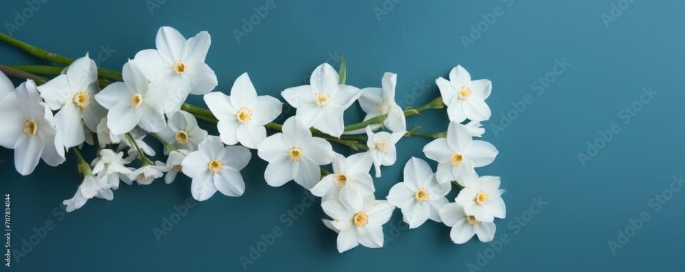 Bouquet of white narcissus on an indigo colored backdrop isolated pastel background 